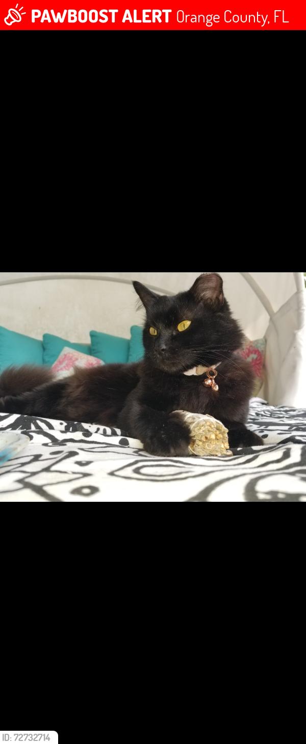 Lost Female Cat last seen Marlboro street and grant avenue, Orange County, FL 32806