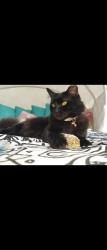 Lost Female Cat last seen Marlboro street and grant avenue, Orange County, FL 32806