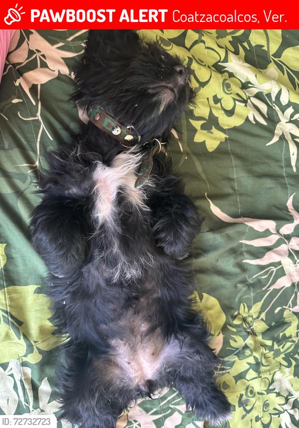 Lost Female Dog last seen General anaya 154 esquina agustín lira, domicilio a lado de un lugar de carnitas llamado “el padrino”, Coatzacoalcos, Ver. 