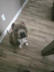 Lost Male Dog last seen Near Mesa West apts, San Antonio, TX 78245