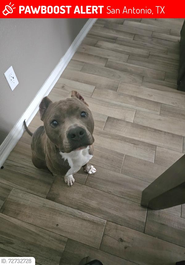 Lost Male Dog last seen Near Mesa West apts, San Antonio, TX 78245