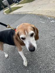 Found/Stray Male Dog last seen Cedar ave north and cherrywood ct, Niceville, FL 32578