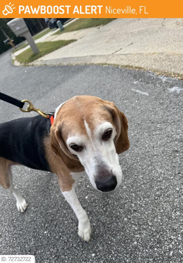 Found/Stray Male Dog last seen Cedar ave north and cherrywood ct, Niceville, FL 32578