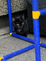 Lost Female Cat last seen Hartwood Square Kirkby, Merseyside, England L32 7QL