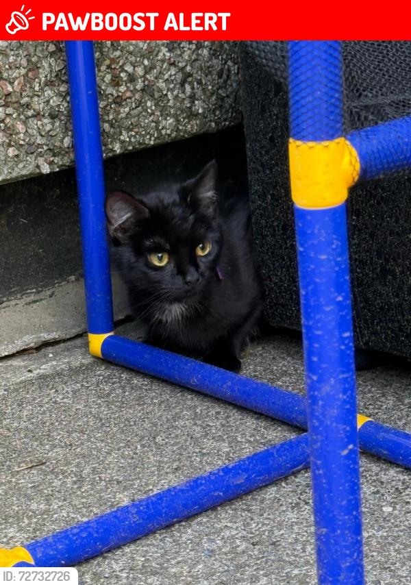 Lost Female Cat last seen Hartwood Square Kirkby, Merseyside, England L32 7QL