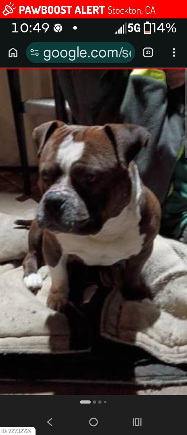 Lost Male Dog last seen Golden gate and main Street , Stockton, CA 95205