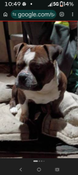 Lost Male Dog last seen Golden gate and main Street , Stockton, CA 95205