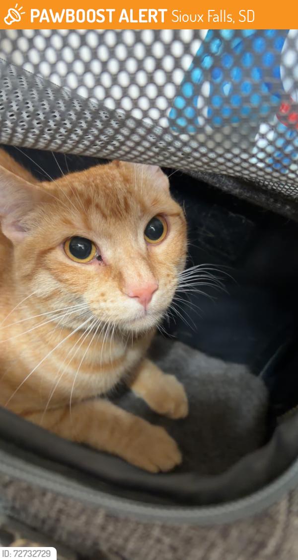Found/Stray Male Cat last seen By OReilly’s on Marion, Sioux Falls, SD 57106