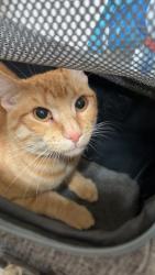 Found/Stray Male Cat last seen By OReilly’s on Marion, Sioux Falls, SD 57106