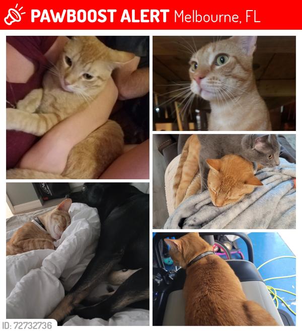 Lost Male Cat last seen Spyglass, Melbourne, FL 32940