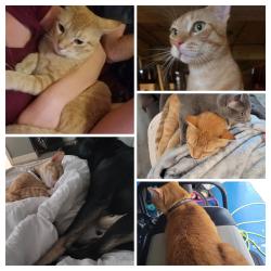 Lost Male Cat last seen Spyglass, Melbourne, FL 32940