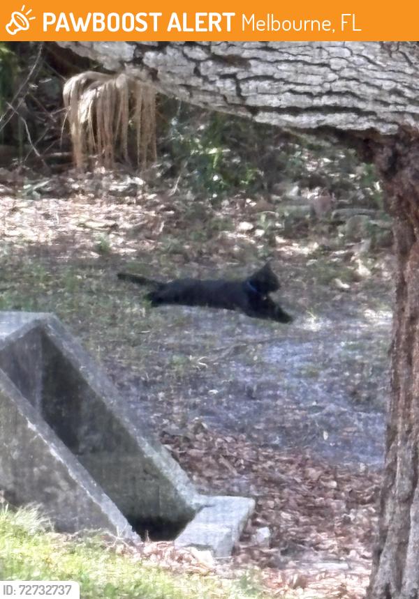 Found/Stray Male Cat last seen Croton, Melbourne, FL 32935