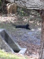 Found/Stray Male Cat last seen Croton, Melbourne, FL 32935