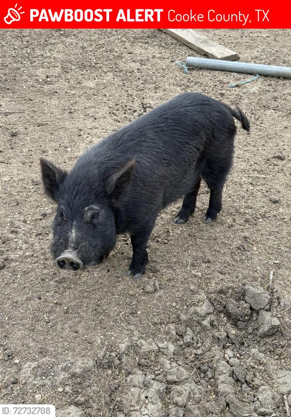 Lost Male Other last seen Lone Oak and Old Glory Rd, Cooke County, TX 76272
