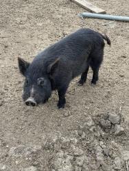 Lost Male Other last seen Lone Oak and Old Glory Rd, Cooke County, TX 76272