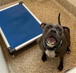 Shelter Stray Female Dog last seen Near BLOCK FOREST RD, COLORADO SPRINGS CO 80906, 610 Abbot Ln, Colorado Springs, CO 80905, USA