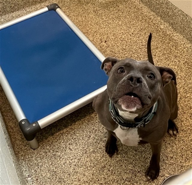 Shelter Stray Female Dog last seen Near BLOCK FOREST RD, COLORADO SPRINGS CO 80906, 610 Abbot Ln, Colorado Springs, CO 80905, USA