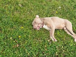 Found/Stray Unknown Dog last seen Lowrance & Shadowland Dr, Richwood, TN 38125