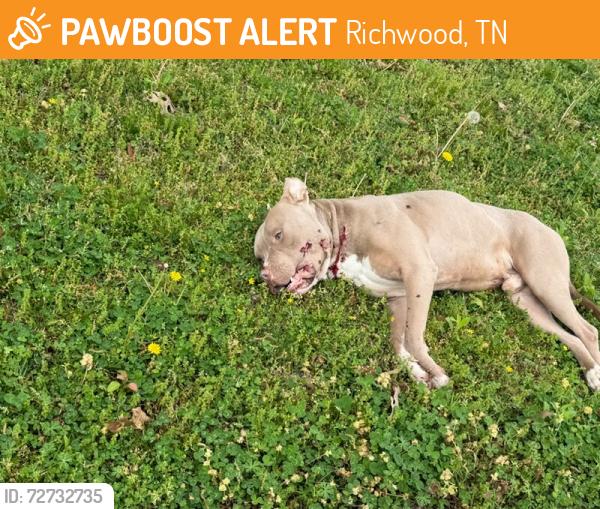 Found/Stray Unknown Dog last seen Lowrance & Shadowland Dr, Richwood, TN 38125
