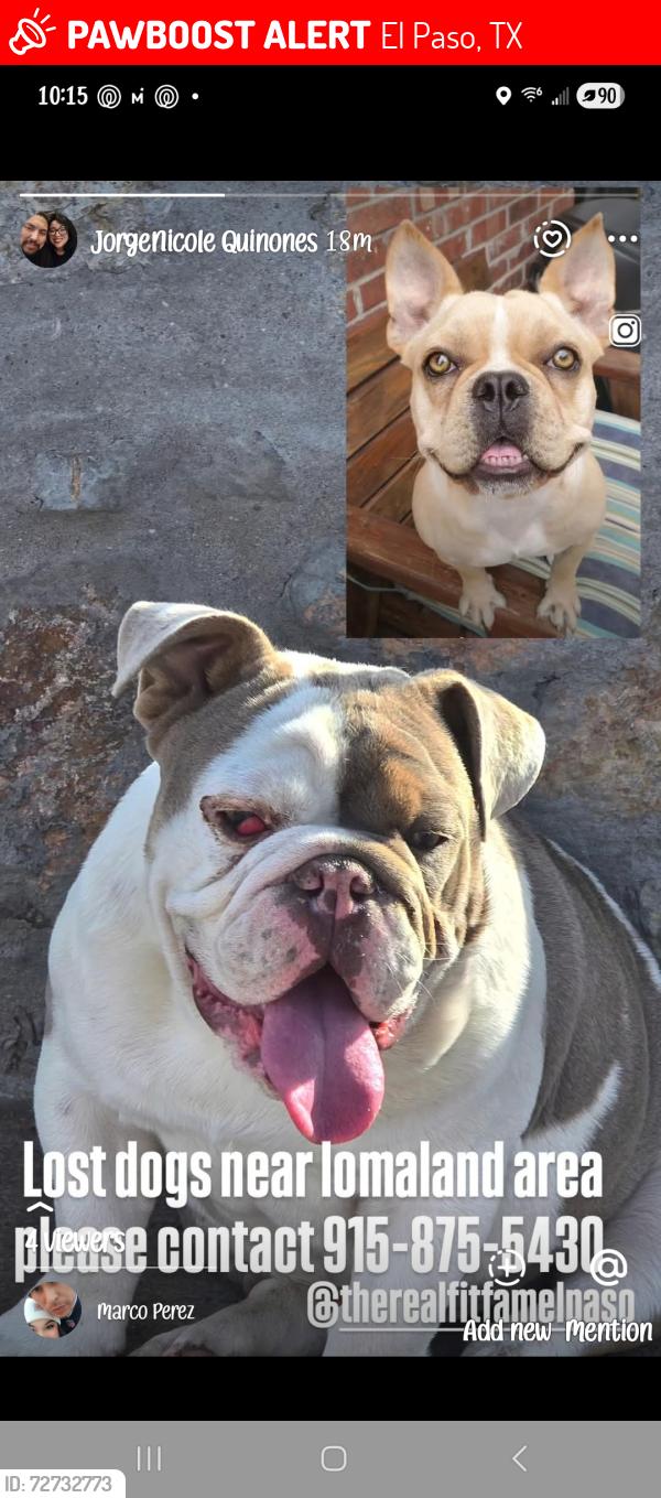 Lost Male Dog last seen Lomaland , El Paso, TX 79935