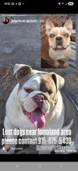 Lost Male Dog last seen Lomaland , El Paso, TX 79935