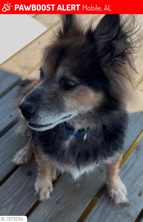 Lost Male Dog last seen Summerville & Barlow St., Mobile, Al, Mobile, AL 36617