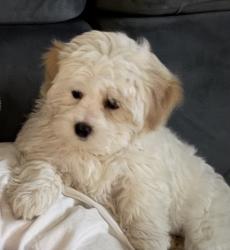 Lost Female Dog last seen Police station , Wimbledon, England 