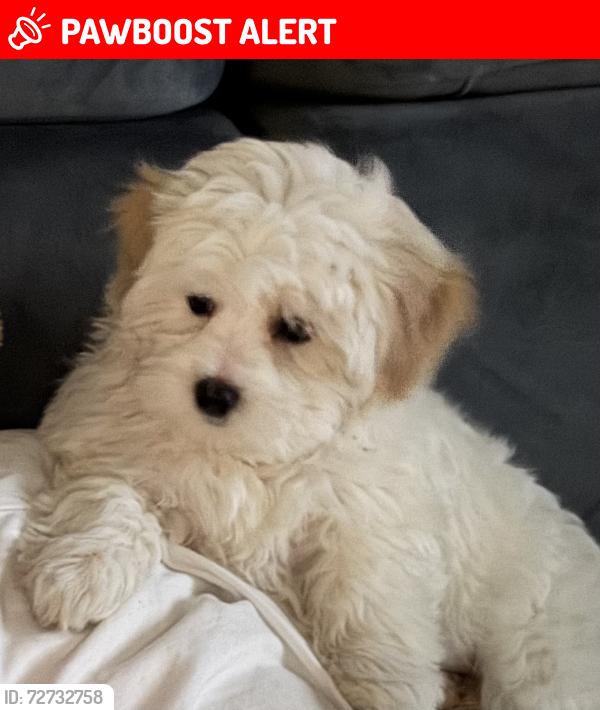 Lost Female Dog last seen Police station , Wimbledon, England 