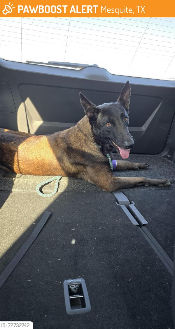 Found/Stray Male Dog last seen Beltline and Galloway, Mesquite, TX 75149