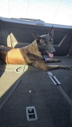 Found/Stray Male Dog last seen Beltline and Galloway, Mesquite, TX 75149