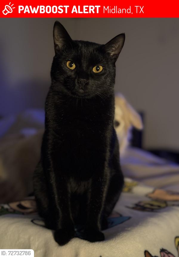 Lost Male Cat last seen Lone Star 2 development in Midland Texas, Midland, TX 79705