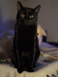Lost Male Cat last seen Lone Star 2 development in Midland Texas, Midland, TX 79705