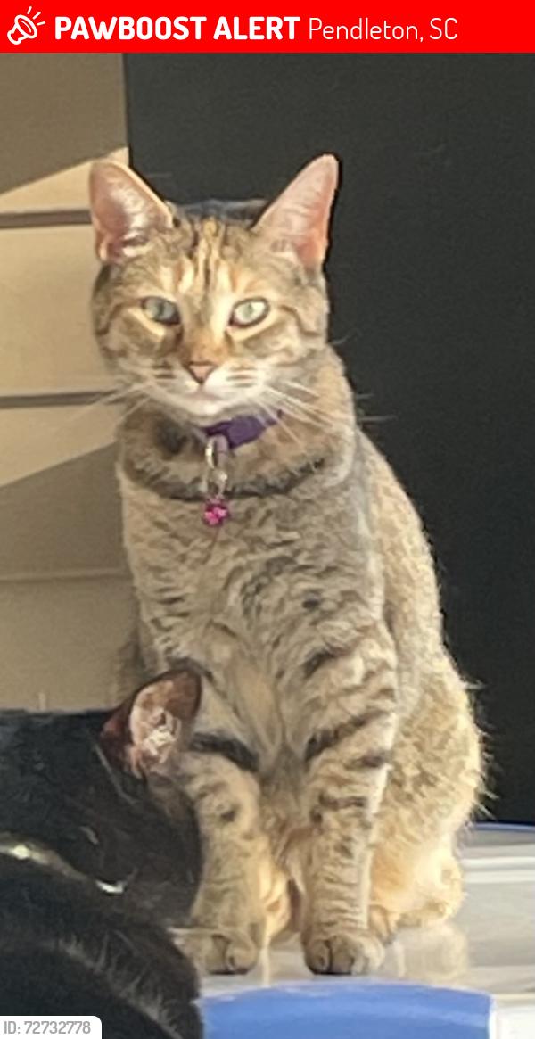 Lost Female Cat last seen Whispering Oaks Neighborhood, Pendleton, SC 29670