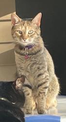 Lost Female Cat last seen Whispering Oaks Neighborhood, Pendleton, SC 29670