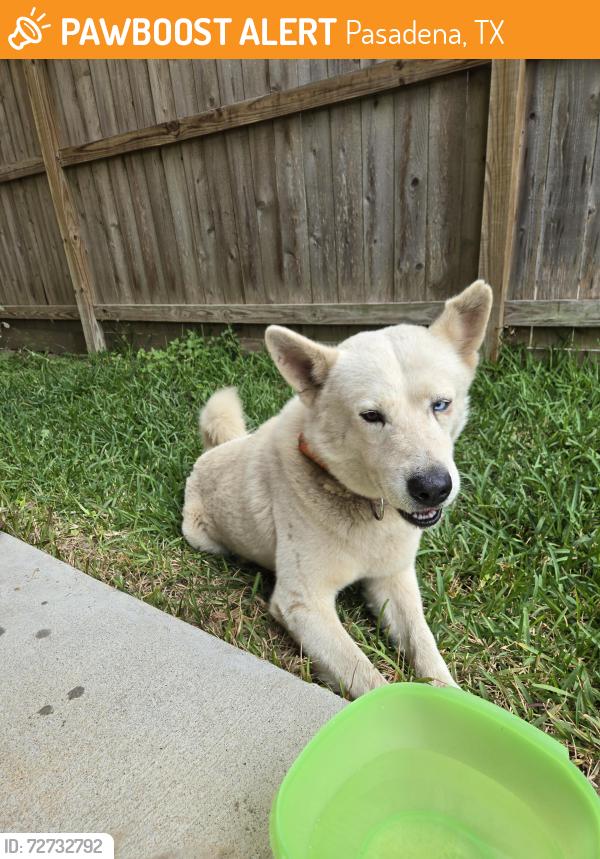Found/Stray Male Dog last seen Louisiana St. Carpenter elementary school, Pasadena, TX 77503