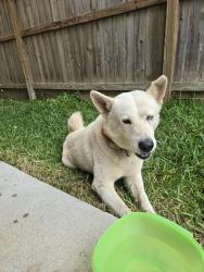 Found/Stray Male Dog last seen Louisiana St. Carpenter elementary school, Pasadena, TX 77503