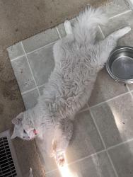 Lost Male Cat last seen Shane’s Seafood on E Texas St , Bossier City, LA 71111