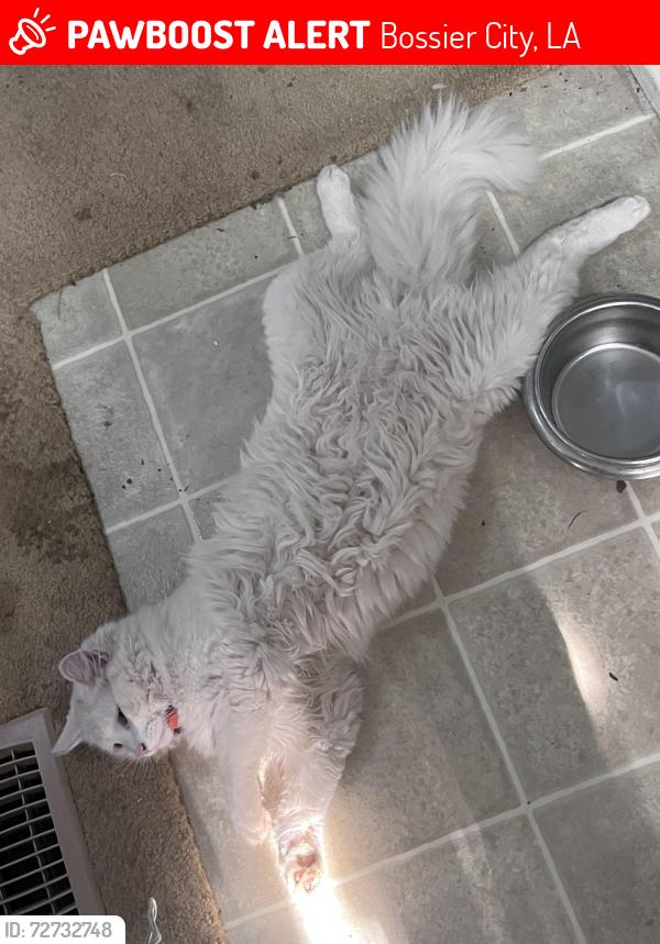 Lost Male Cat last seen Shane’s Seafood on E Texas St , Bossier City, LA 71111
