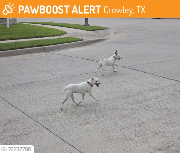 Found/Stray Unknown Dog last seen Toni and McPherson , Crowley, TX 76036