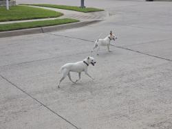 Found/Stray Unknown Dog last seen Toni and McPherson , Crowley, TX 76036