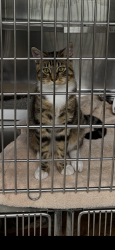 Lost Male Cat last seen Turtle creek subdivision, Pasadena, TX 77505