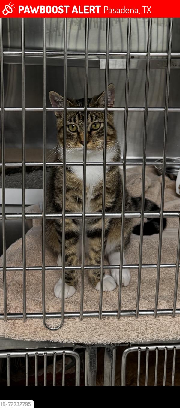 Lost Male Cat last seen Turtle creek subdivision, Pasadena, TX 77505