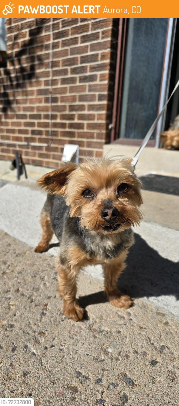 Found/Stray Male Dog last seen Rifle St. By Buckley and Iliff, Aurora, CO 80013
