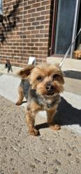 Found/Stray Male Dog last seen Rifle St. By Buckley and Iliff, Aurora, CO 80013