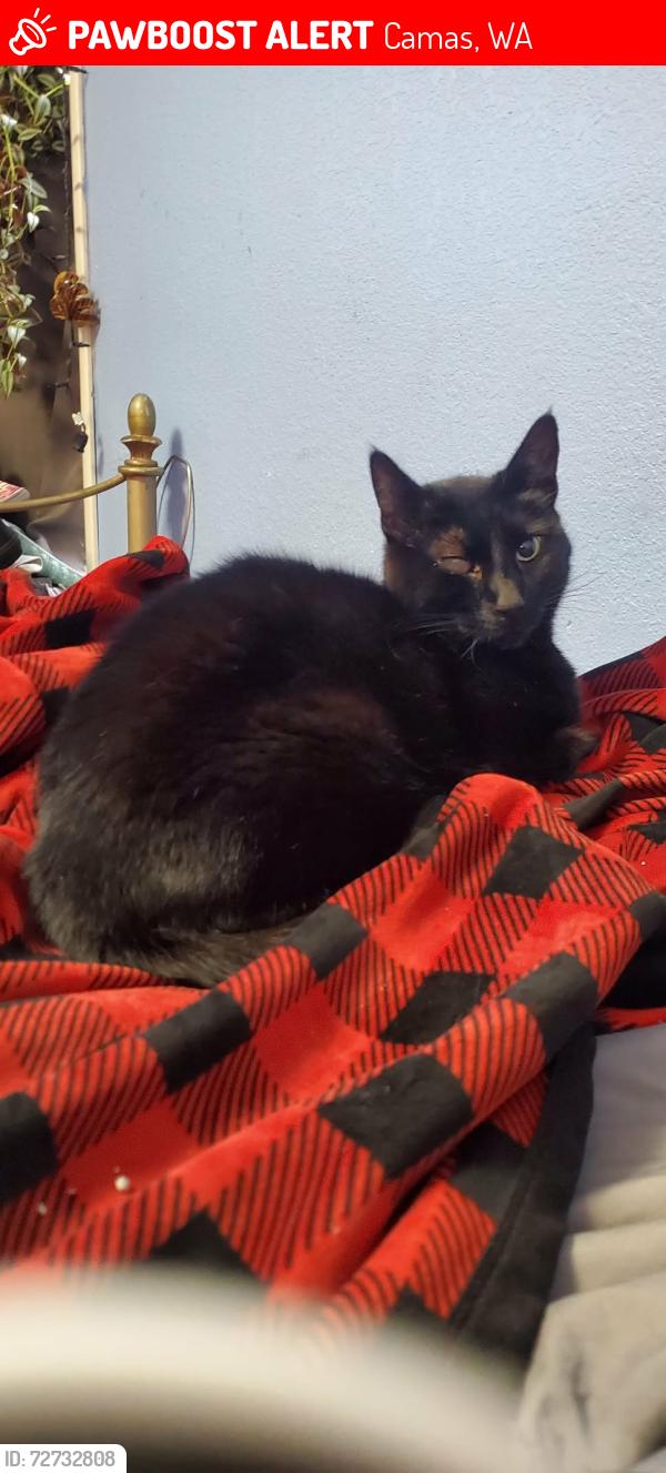 Lost Male Cat last seen Reilly Rd, and Blair Rd., Camas, WA 98607