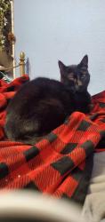 Lost Male Cat last seen Reilly Rd, and Blair Rd., Camas, WA 98607