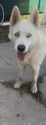 Found/Stray Male Dog last seen halldale ave and 46th, Los Angeles, CA 90062