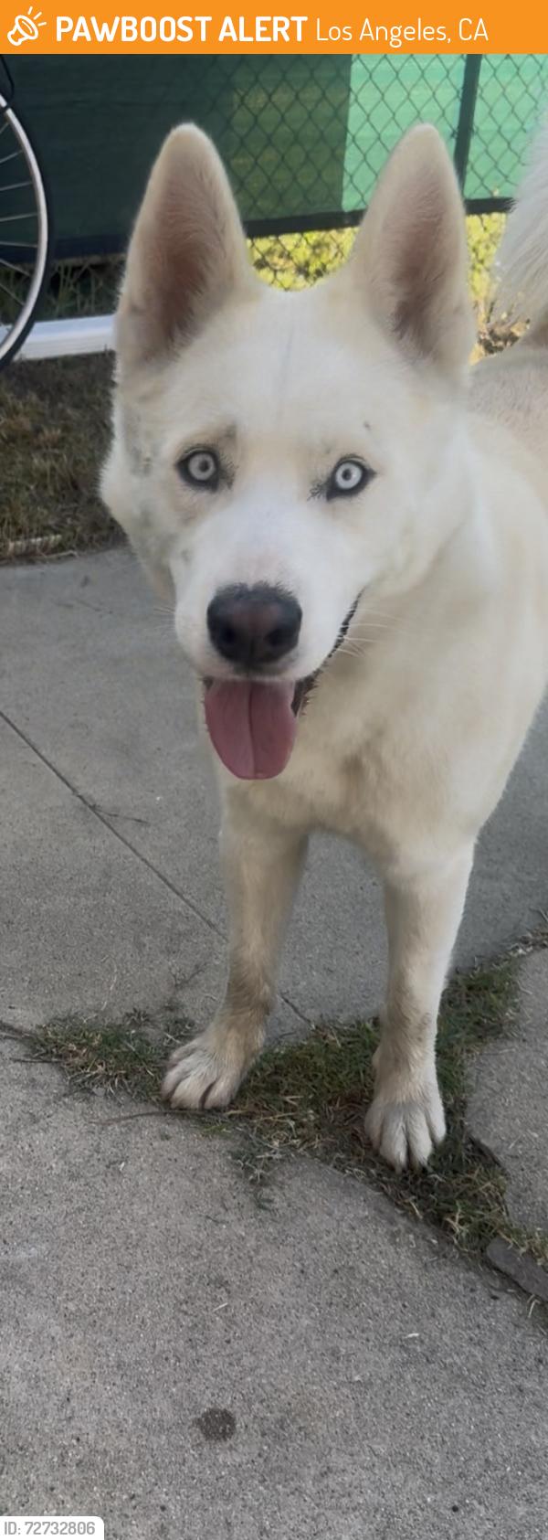 Found/Stray Male Dog last seen halldale ave and 46th, Los Angeles, CA 90062