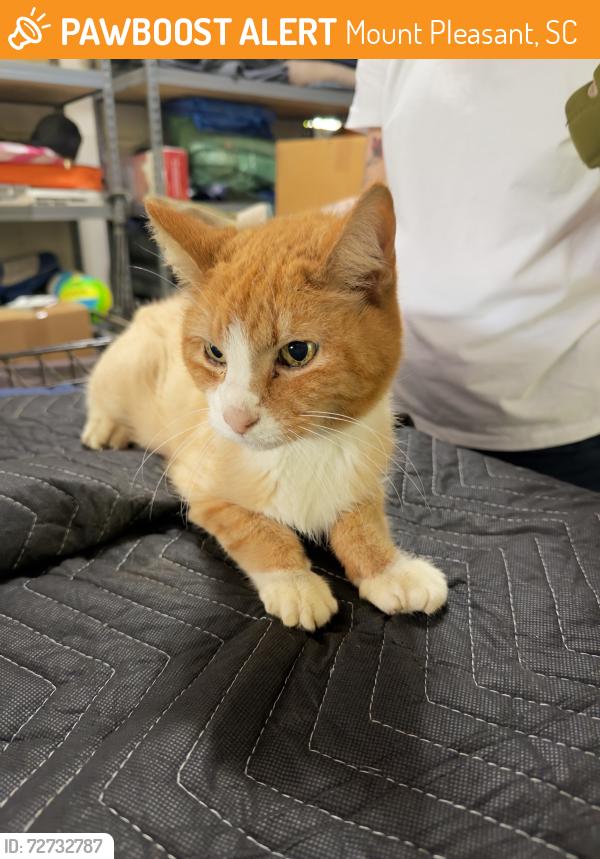 Found/Stray Unknown Cat last seen Near carol oaks dr, Mount Pleasant, SC 29466