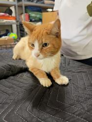 Found/Stray Unknown Cat last seen Near carol oaks dr, Mount Pleasant, SC 29466